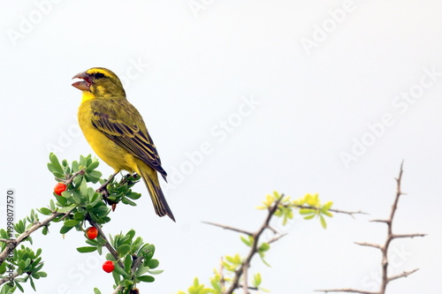 Cape canary feeding