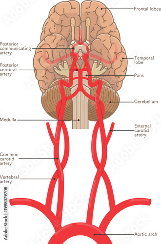 脳底の動脈 Arteries at the base of the brain