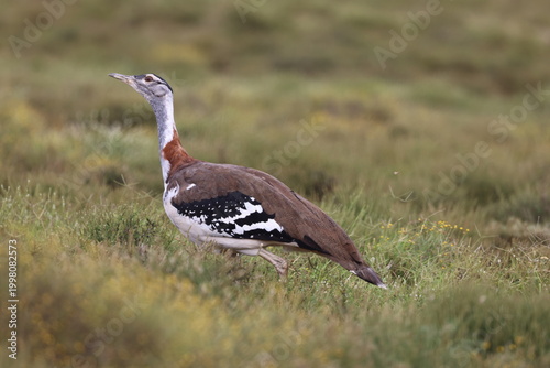Denham's Bustard close