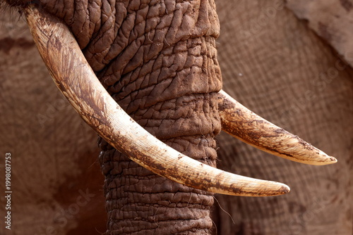 Close up of dirty elephant tusks