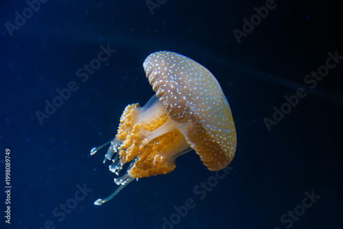 Giant, bioluminescent jellyfish found deep underwater, their interiors clearly visible. Abstract copy space background