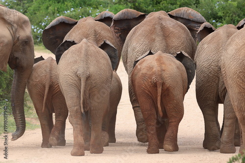Elephant road block