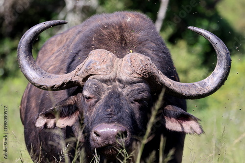Cape Buffalo grazing