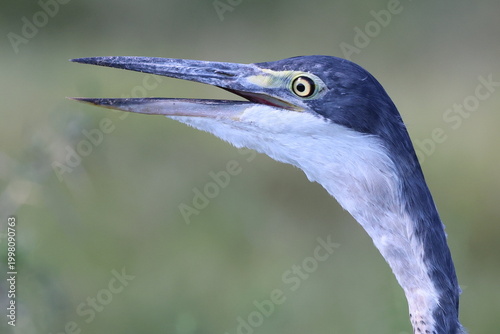Close-up Heron