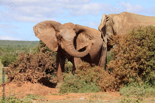 Dust bath for elephant