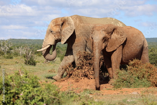 Elephant dust bath