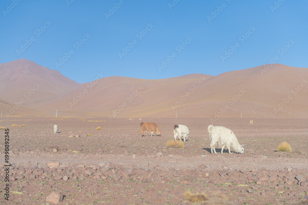 Naklejka premium Serene Andean fox family in arid Altiplano desert of Bolivia