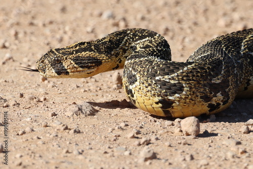 Poised puff-adder