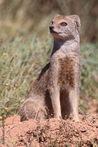 Standing Meerkat