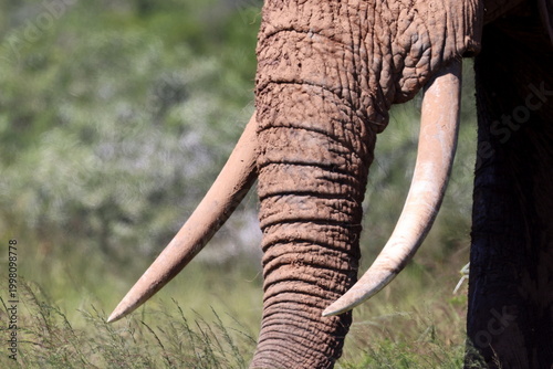 Close up of elephant tusks