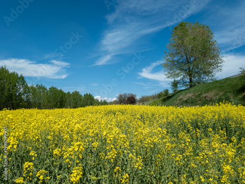 Vibrant countryside scene with blooming yellow flowers, green trees, and a bright blue sky with soft clouds.