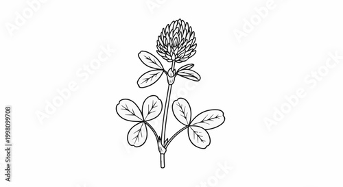 Detailed black and white sketch of a clover plant with a dense flower head and three-lobed leaves