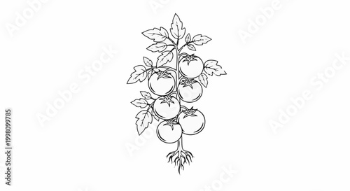 Detailed line drawing of a tomato plant branch with fruits and roots