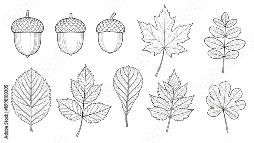 Collection of detailed botanical line art sketches showing acorns and various autumn leaf species for seasonal design projects.