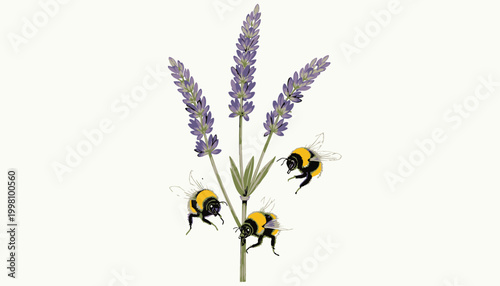 Illustration of three bumblebees interacting with lavender sprigs showcasing the harmony between pollinators and flowering plants in a delicate botanical composition