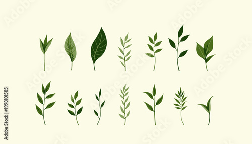 Collection of Various Green Leaf Illustrations Showcasing Diversity in Shape and Structure Against a Neutral Background for Botanical Enthusiasts