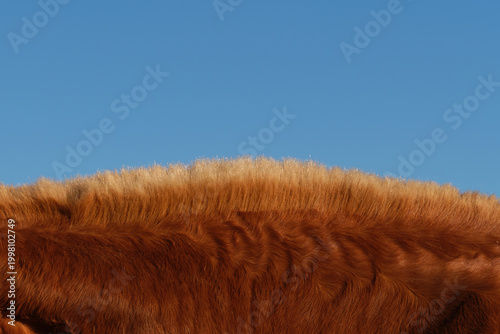 Quadro su tela Close-up of brown horse mane with soft hair texture against clear blue sky