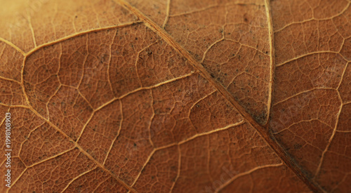 close up of a leaf. Autumn. Leaf. Spring time. Background. Nature. Detail. 
