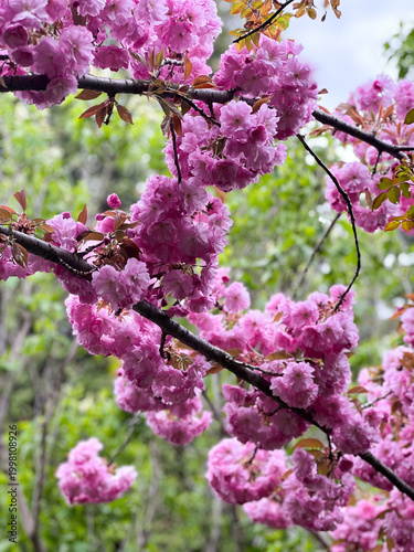 A photo of an incredibly beautiful spring blooming pink cherry tree – Sakura. Sakura branches with beautiful pink flowers.