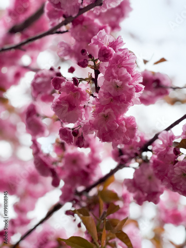 A photo of an incredibly beautiful spring blooming pink cherry tree – Sakura. Sakura branches with beautiful pink flowers.
