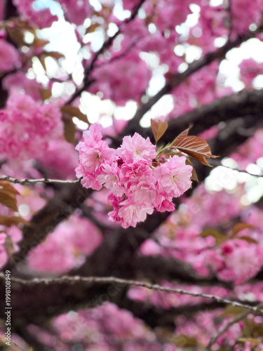 A photo of an incredibly beautiful spring blooming pink cherry tree – Sakura. Sakura branches with beautiful pink flowers.