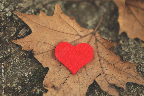 Autumn background. red heart. Autumn. Romance. Love. Heart. Lovers. Gift. Card