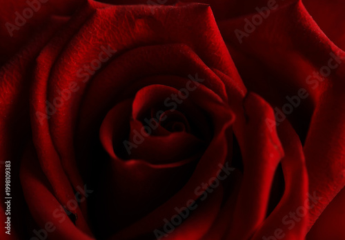 Flowers background. Valentine day. Romance. Heart. red rose on black background. Love. Beauty. Gifts.