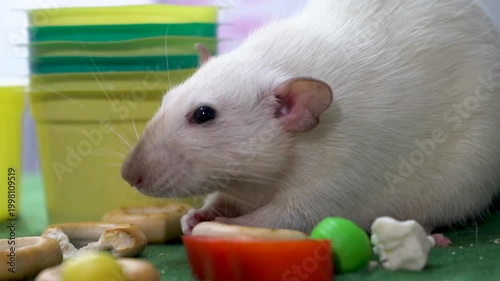 Large size domestic white rat on a green table
