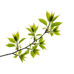 Fresh spring branch with vibrant green leaves isolated on transparent background