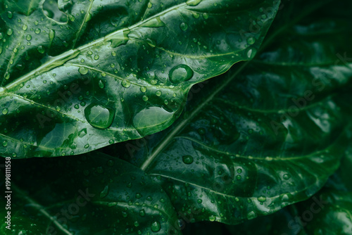 Water drops on green leaf, purity nature background