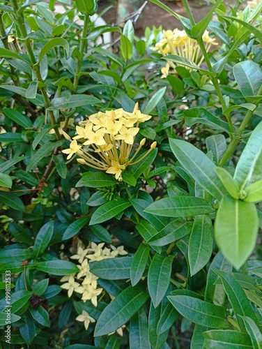 Φωτογραφία Vibrant Yellow Ixora Flowers Blooming in Lush Green Foliage.