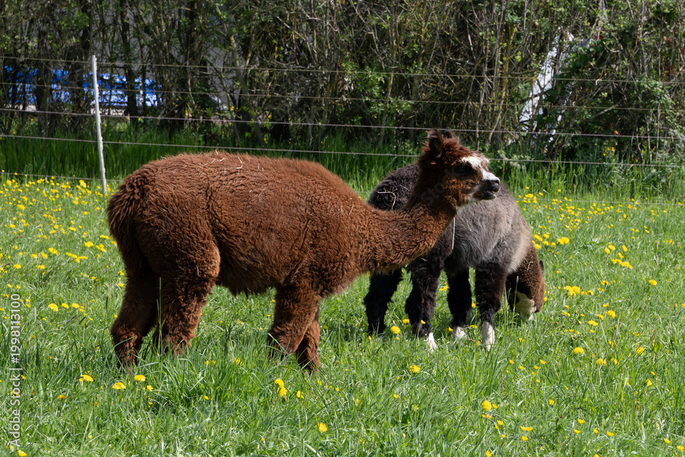 Fototapeta premium alpaka tier natur lama