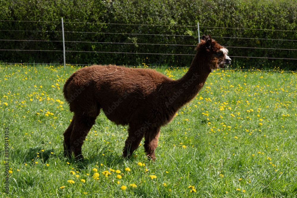 Fototapeta premium alpaka tier natur lama