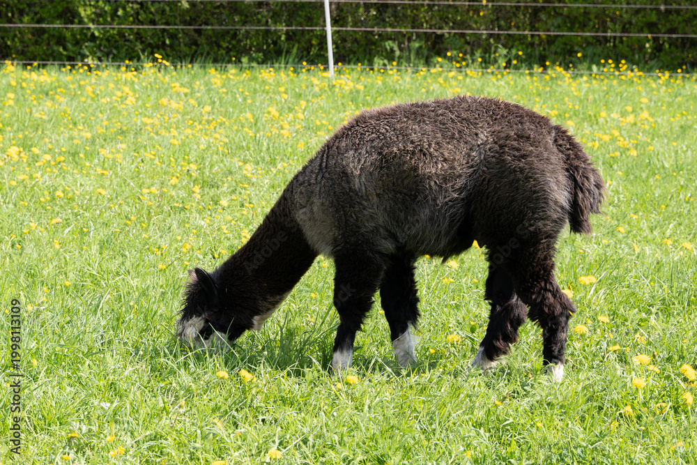 Fototapeta premium alpaka tier natur lama