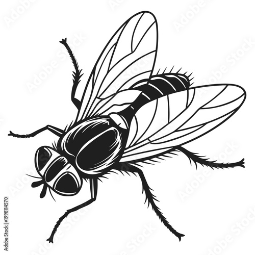 Vintage housefly engraving vector illustration, black and white common fly insect icon, detailed woodcut style fly graphic for biology and pest control