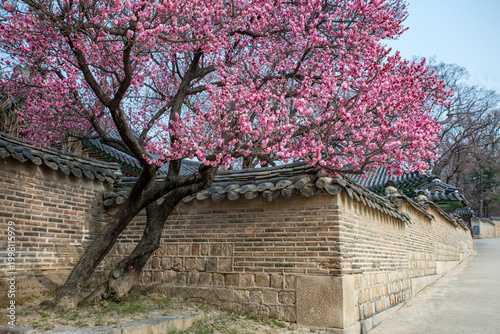 고궁의 봄