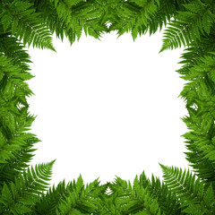 Lush green fern leaf frame isolated on transparent background