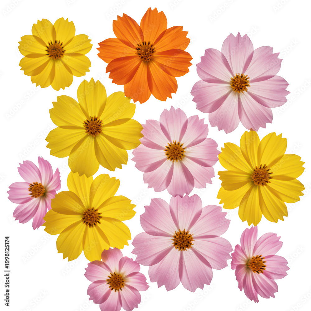 Fototapeta premium Collection of colorful cosmos flowers isolated on transparent background