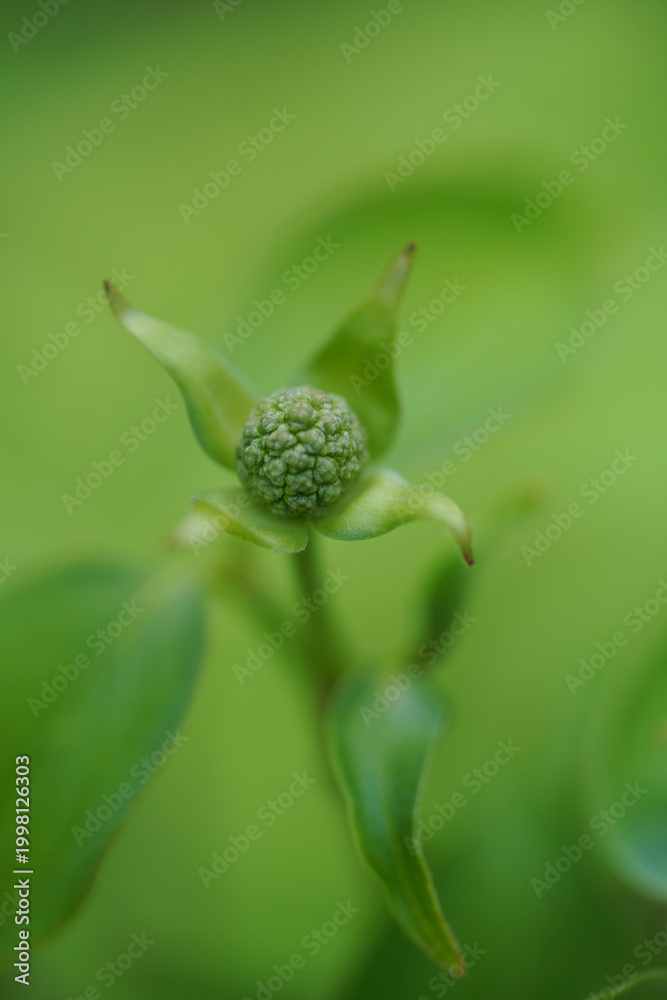 Fototapeta premium Yamaboushi bud wrapped in young leaves