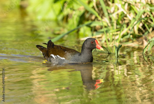 Moorhen, Scientific name: Gallinula chloropus.  Close up of a moorhen in Springtime with reflection in water.  Facing right. Horizontal, Copy space.