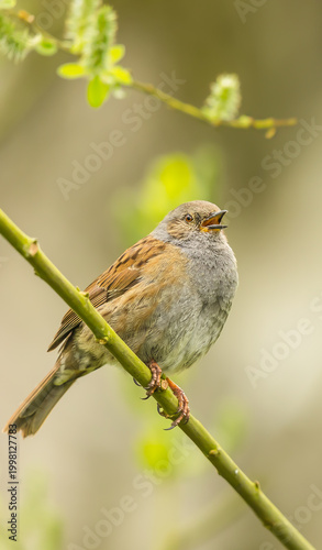 Dunnock bird, Scientific name: Prunella modularis.  Close up portrait of a Dunnock singing in Springtime, perched in a Willow tree, facing right with open beak.  Copy space. Vertical.