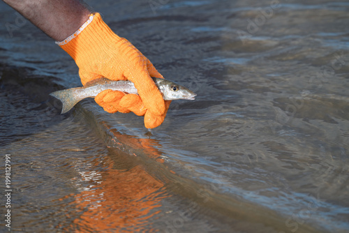 Картината върху платно Recreational fishing catch and release of a small whiting in shallow water on a
