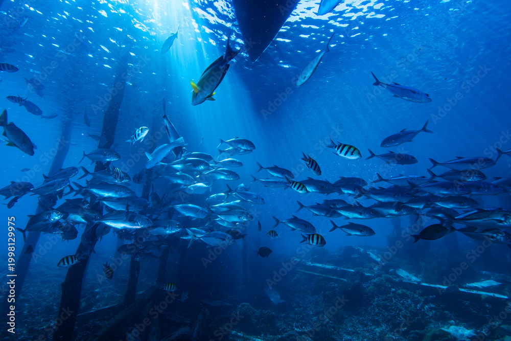 Fototapeta premium School of Caranx Jacks Sheltering Beneath Jetty Structure