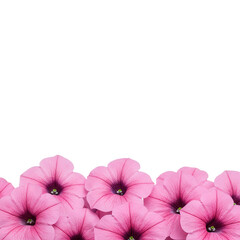 Pink petunia flowers border isolated on transparent background