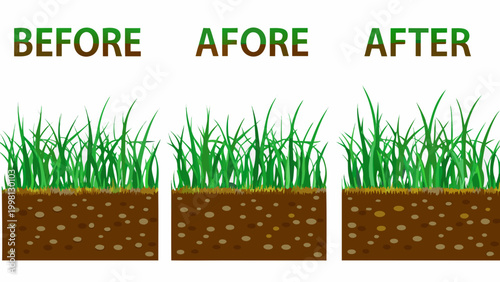 Grass growth stages illustration with before during and after views