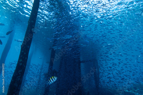 Foto A group of reef fish moves through open water, their shapes contrasted against the clear blue background