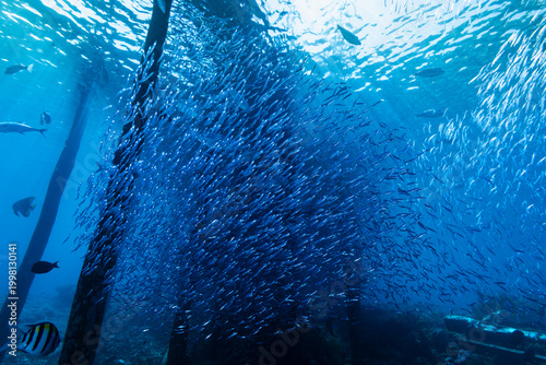 Foto A group of reef fish moves through open water, their shapes contrasted against the clear blue background