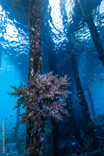 Soft Coral Colonizing Jetty Pillar in Tropical Coastal Waters