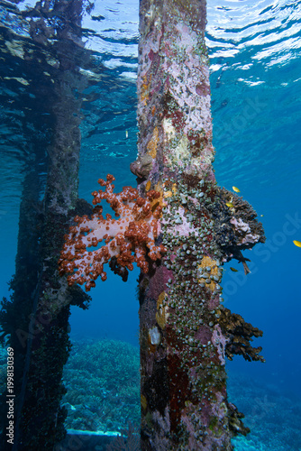 Soft Coral Colonizing Jetty Pillar in Tropical Coastal Waters