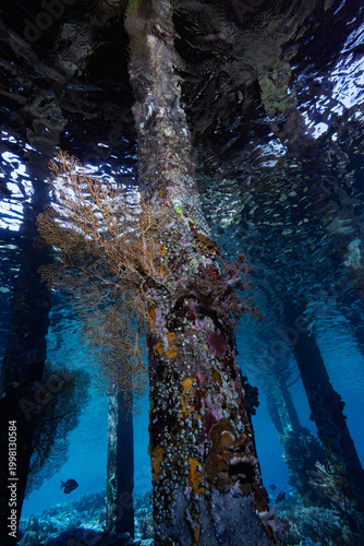 Soft Coral Colonizing Jetty Pillar in Tropical Coastal Waters